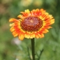 Sommerwucherblume Flame Shades (Samen)