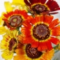 Sommerwucherblume Flame Shades (Samen)