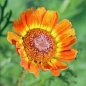 Sommerwucherblume Flame Shades (Samen)