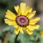Sommerwucherblume Flame Shades (Samen)