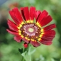 Sommerwucherblume Flame Shades (Samen)