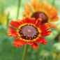 Sommerwucherblume Flame Shades (Samen)