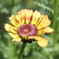 Sommerwucherblume Flame Shades (Samen)