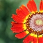 Saatwucherblume German Flag (Samen)