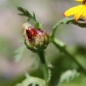 Saatwucherblume German Flag (Samen)