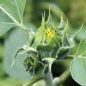 Sonnenblume Black Seeded (Samen)