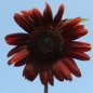 Sonnenblume Chocolat (Samen)