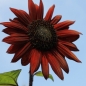 Sonnenblume Chocolat (Samen)