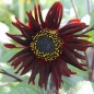 Sonnenblume Chocolat (Samen)