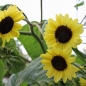 Sonnenblume Moonshine (Samen)