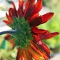 Sonnenblume Red Sun (Samen)