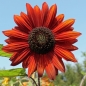 Sonnenblume Red Sun (Samen)