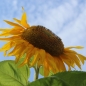 Sonnenblume Yellow Giant (Samen)