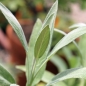 Spanischer Salbei (Pflanze)