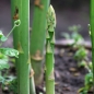 Spargel Connovers Colossal (Samen)