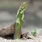 Spargel Connovers Colossal (Samen)