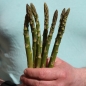 Spargel Connovers Colossal (Samen)