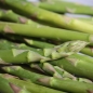 Spargel Mary Washington (Pflanze)
