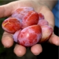 Spilling rot-gelb (Pflanze)