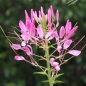 Spinnenblume Cherry Queen (Samen)