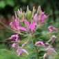 Spinnenblume Cherry Queen (Samen)