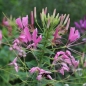 Spinnenblume Cherry Queen (Samen)