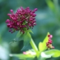 Neu! Spornblume rotblühend (Samen)