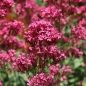 Neu! Spornblume rotblühend (Samen)