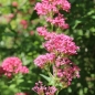 Neu! Spornblume rotblühend (Samen)