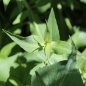 Neu! Spornblume rotblühend (Samen)