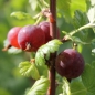 Stachelbeere Black Velvet (Pflanze)