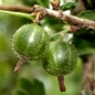 Stachelbeere Early Green Hairy (Pflanze)