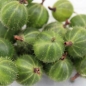 Stachelbeere Early Green Hairy (Pflanze)