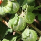 Stachelbeere Green Ocean (Pflanze)