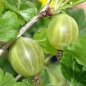Neu! Stachelbeere Whitesmith (Pflanze)