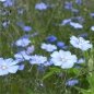 Staudenlein blau (Pflanze)