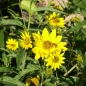Staudensonnenblume (Pflanze)