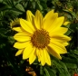 Staudensonnenblume