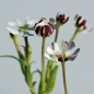 Sternbalsam (Samen)