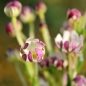 Sternbalsam (Samen)