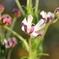 Sternbalsam (Samen)