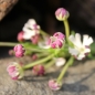 Sternbalsam (Samen)