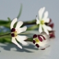 Sternbalsam (Samen)