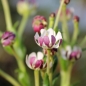 Sternbalsam (Samen)