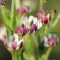 Sternbalsam (Samen)