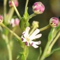 Sternbalsam (Samen)