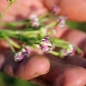 Sternbalsam (Samen)