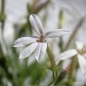 Neu! Sternenblume weiß (Samen)