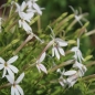Neu! Sternenblume weiß (Samen)