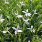 Neu! Sternenblume weiß (Samen)